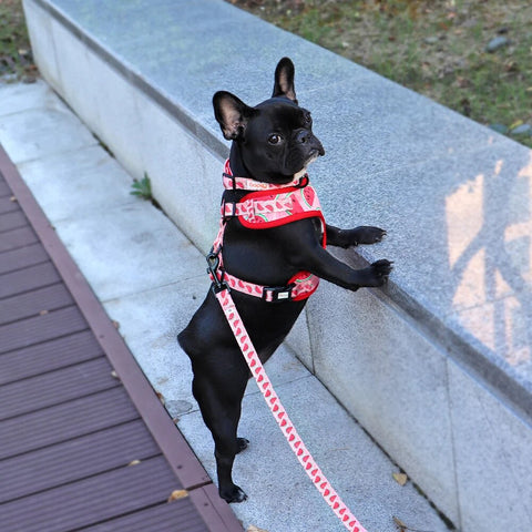 Nylon Adjustable Dog Collar Harness Leash Set Soft Mesh Puppy Chihuahua Harness Vest Pet Collar