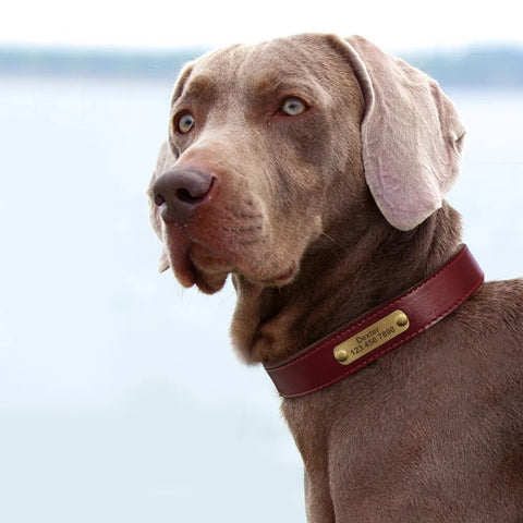 Custom Dog Collar Leather Dog Tag Collars Engraved Pet ID Tag Collars