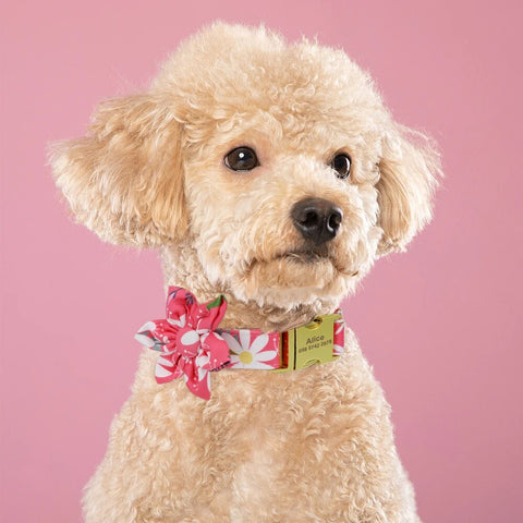 Fashion Printed Dog Collar Personalized Nylon Dog Collar Custom Pet Puppy Cat Collars Engraved ID