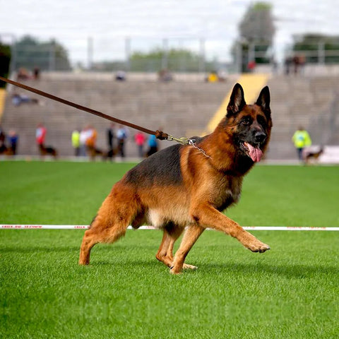 Dog Leash Leather Pet Walking Training Dog Lead Running Leashes Belt