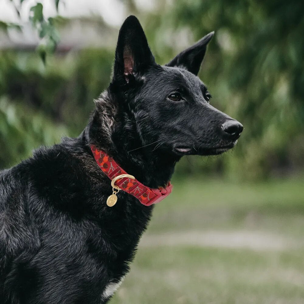 Personalized Dog Collar Perro Nylon Adjustable Custom Pet Puppy ID Nameplate Accessories Collars