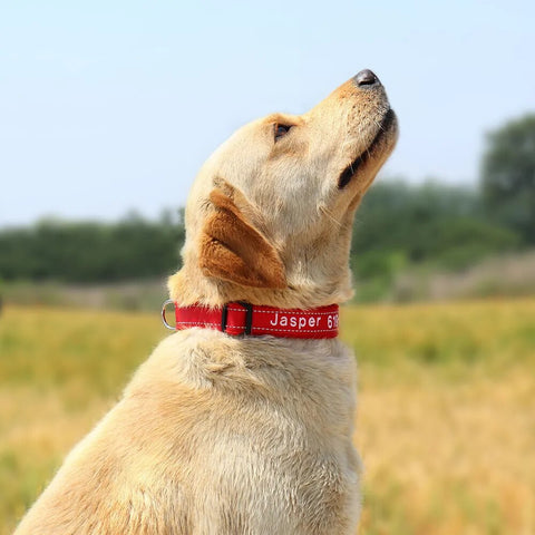 Personalized Embroidered Dog Collar Reflective Nylon Custom ID Name Accessories Pet Padded Collars